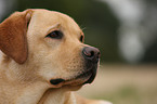 Labrador Retriever Portrait