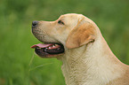 Labrador Retriever Portrait