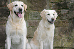 Labrador & Golden Retriever