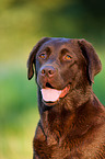 Labrador Retriever Portrait