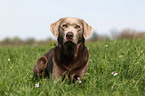 silberner Labrador