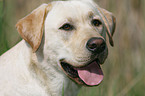 blonder Labrador