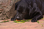 fressender Labrador Retriever