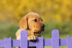 Labrador Retriever Welpe