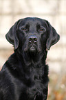 schwarzer Labrador