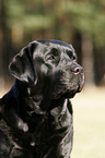 Labrador Retriever Portrait