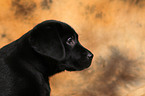 Labrador Retriever Welpe