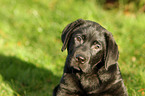 Labrador Retriever Welpe