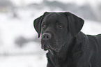 Labrador Retriever Portrait