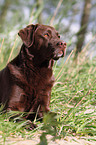 liegender Labrador Retriever