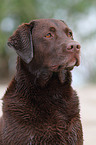 Labrador Retriever Portrait