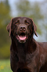 Labrador Retriever Portrait