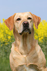 Labrador Retriever Portrait