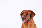 Labrador Retriever Portrait