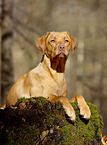 liegender Labrador Retriever