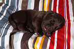 Labrador Retriever Welpe