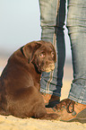 Labrador Retriever Welpe