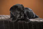 Labrador Retriever Welpe