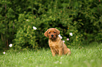 Labrador Retriever Welpe