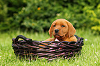 Labrador Retriever Welpe