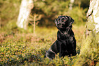 sitzender Labrador Retriever
