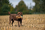 apportierender Labrador Retriever