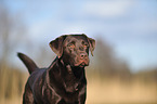 Labrador Retriever Portrait