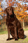 sitzender Labrador Retriever