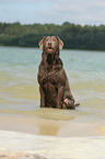 Labrador Retriever im Wasser