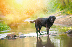 Labrador Retriever