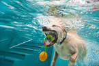 schwimmender Labrador Retriever