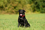 sitzender Labrador Retriever