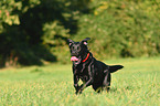 rennender Labrador Retriever