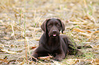 Labrador Retriever Welpe