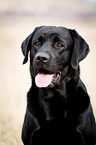 Labrador Retriever Portrait