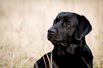 Labrador Retriever Portrait