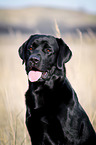 Labrador Retriever Portrait