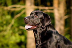 Labrador Retriever Portrait