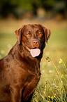 Labrador Retriever Portrait