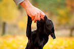 Labrador Retriever Welpe