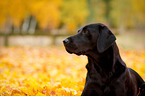 Labrador Retriever Portrait