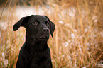 junger Labrador Retriever