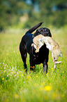 Labrador Retriever auf Hasenjagd