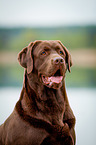 Labrador Retriever Portrait