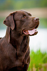 Labrador Retriever Portrait