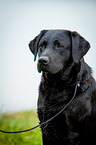 Labrador Retriever Portrait