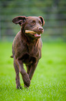 rennender Labrador Retriever