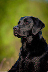 Labrador Retriever Portrait