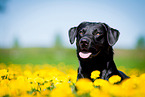 Labrador Retriever Portrait