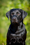 Labrador Retriever Portrait